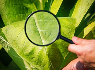Plant health