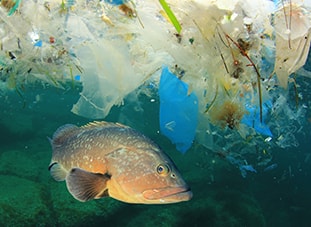 Plastic world